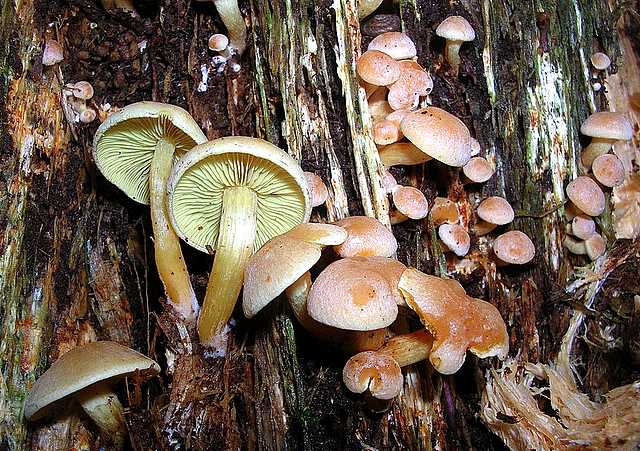 2005 :  Un anno di funghi